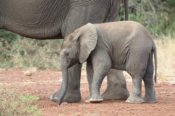 Fototapeta premium Afrikanischer Elefant / African elephant / Loxodonta africana