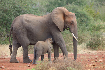 Fototapeta premium Afrikanischer Elefant / African elephant / Loxodonta africana