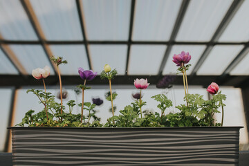 Beautiful anemone flowers in a window. 