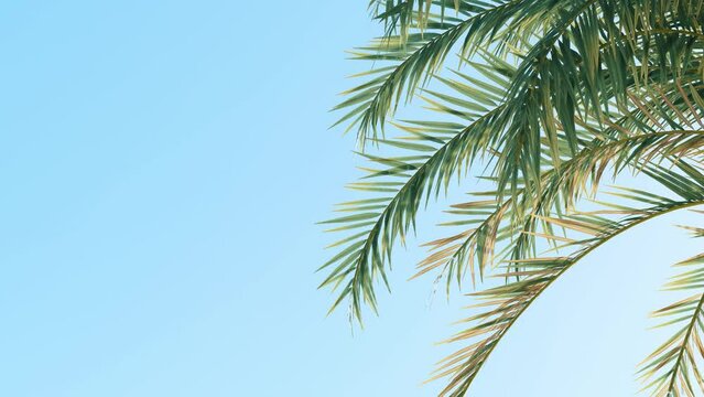 Summer background of Coconut Palm trees isolated on white background Row of trees in sunny day Natural background. palm leaves on the blue sky