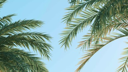 Summer background of Coconut Palm trees isolated on white background Row of trees in sunny day Natural background. palm leaves on the blue sky - Powered by Adobe
