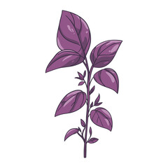 Sprig of purple basil, shoot, branch. Vector illustration of kitchen herb isolated on a white background. Perfect for eco, vegan, organic and farm fresh food product branding.