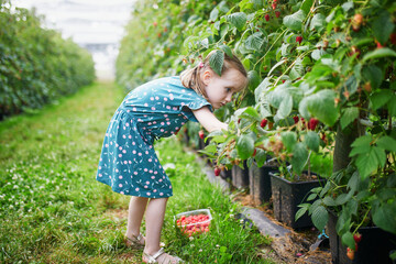 Adorable preschooler girl picking fresh organic raspberries on farm - obrazy, fototapety, plakaty