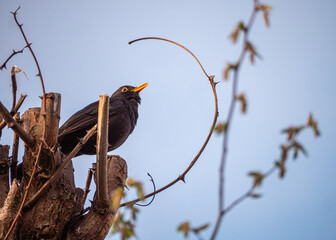 The black thrush (lat. Turdus merula) is a bird living throughout Europe, except for the northernmost regions, in northwestern Africa and in southern Asia.