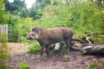 South American tapir in zoo