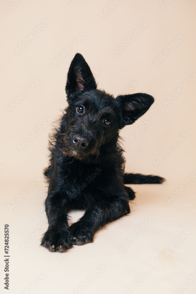 Sticker Cute black crossbreed dog having its adoption photos taken in a studio. 