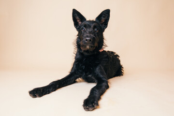 Cute black crossbreed dog having its adoption photos taken in a studio. 