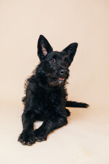 Cute black crossbreed dog having its adoption photos taken in a studio. 