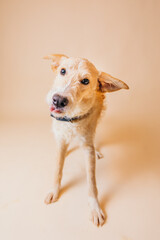 Beautiful beige mix-breed dog having her adoption photos taken. 