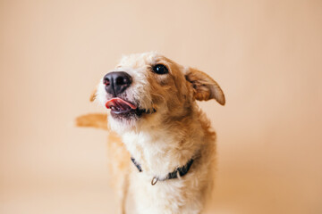 Beautiful beige mix-breed dog having her adoption photos taken. 