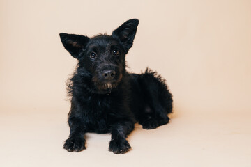 Cute black adopted dog posing in front of the camera. 