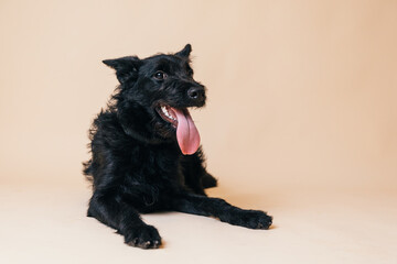 Cute black adopted dog posing in front of the camera. 
