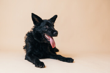 Cute black adopted dog posing in front of the camera. 