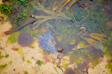 seaweed and shells on the beach in the sand, and waves from the ocean in the water