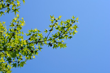 American sweetgum branch