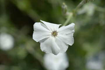 White Rose campion flower