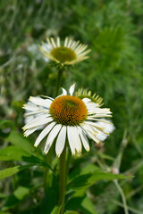 Obraz premium White coneflower Alba flowers