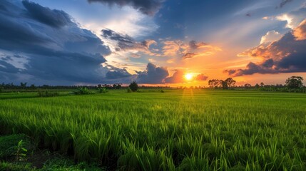 Sunset at rice field on rainy season, vivd cloudy sky, stock photo