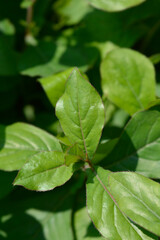 Blue Leadwort leaves