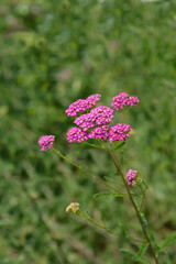 Pink Beauty Yarrow flowers