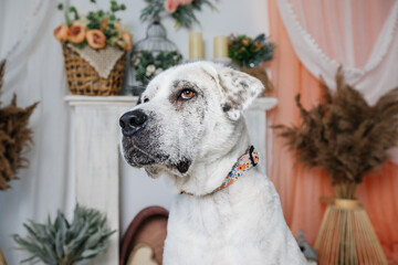 Adorable adopted white dog with one black ear posing in front of the camera.  
