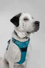 Adorable adopted white dog with one black ear posing in front of the camera.  