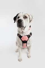 Adorable adopted white dog with one black ear posing in front of the camera.  
