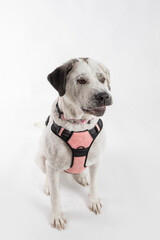 Adorable adopted white dog with one black ear posing in front of the camera.  