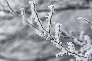 Перевод.Frost on a tree branch on a foggy winter frosty day.