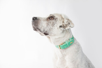 Adorable adopted white dog with one black ear posing in front of the camera.  