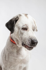 Adorable adopted white dog with one black ear posing in front of the camera.  