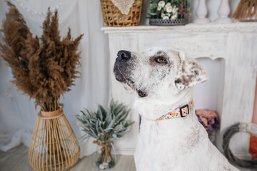 Adorable adopted white dog with one black ear posing in front of the camera.