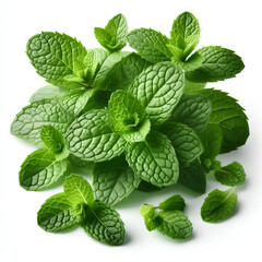 fresh mint herb leaves on white background