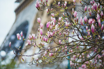 Pink magnolia flowers in full bloom with Eiffel tower in the background