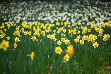 Many yellow narcissi in the grass on a spring day