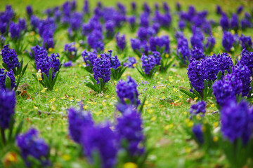 Many blue and purple hyacinths in the green grass in a park of Paris, France on a nice spring day