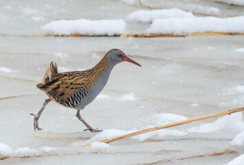 Water rail, Rallus aquaticus. A bird walks along a frozen river, looking for food