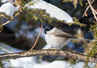 Marsh tit, Poecile palustris. On a winter morning, a bird sits on the branch of a thuja tree
