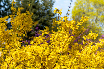 yellow flowers in spring