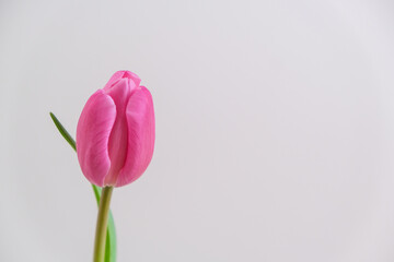 Single Pink Tulip for a Spring Time Bouquet