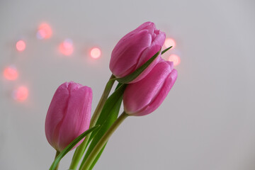 Three Pink Tulips  in Close-up for Spring Time Bouquet