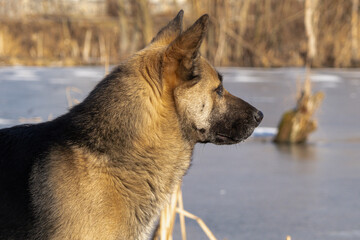 KYIV, UKRAINE - JANUARY 31, 2024: Very warm weather and sunshine on the last day of January. the dog is walking near the lake. she carefully stepped on the ice because there were ducks there. the dog 