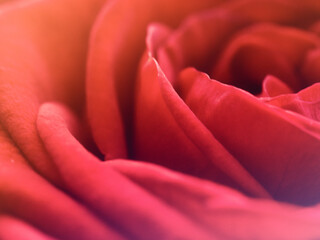 Close up di rosa rossa