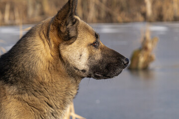 KYIV, UKRAINE - JANUARY 31, 2024: Very warm weather and sunshine on the last day of January. the dog is walking near the lake. she carefully stepped on the ice because there were ducks there. the dog 