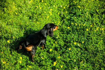 Curious dachshund in a green field, surrounded by yellow flowers, captures the essence of nature...