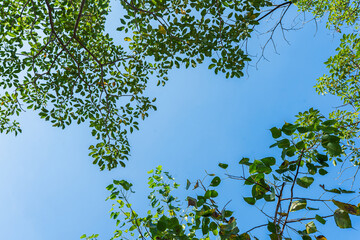 Sunlit Summer Forest with Green Leaves and Blue Sky