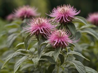 Obraz premium Bergamot (Monarda didyma) growing in the garden
