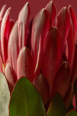 Pink protea flower on pink background