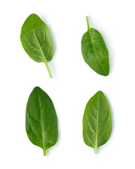 Lettuce leaves, arugula and spinach on a white isolated background