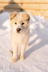 Vertical portrait of cute little puppy walking alone in snow yard, having winter fun outside. White dog pet enjoying winter playing in snow on sunny day, no people. Concept of home cozy atmosphere
